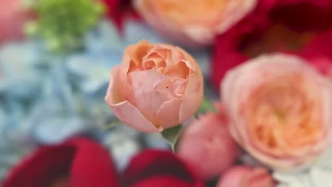 Macro of peach rose flower in beautiful spring bouquet Stock Footage 332843465