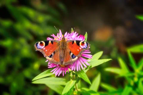 Macro of a peacock butterfly Stock Photos