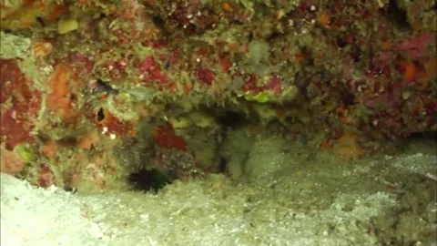 Macro of Peacock Mantis Shrimp Foraging on Silty Ocean Floor, 4K Video stock 339754140