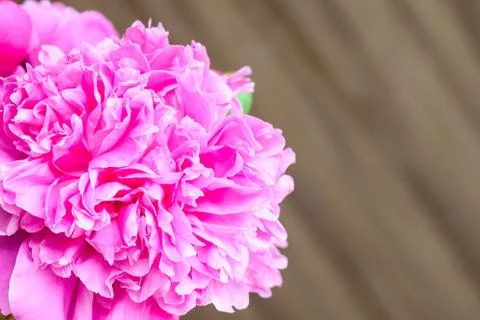 Macro peony flower Stock Photos
