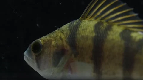 Macro of a perch on a black background with a bristly dorsal fin, watching Stock Footage 249695253