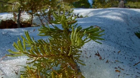 Macro perfect sapling in snowmelt during spring motion control Mt. Hood Oregon Stock Footage 81771027