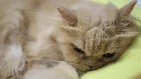 Macro persian cat face Stock Footage 43355432