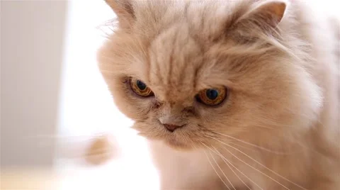 Macro persian cat face Stock Footage 46270205