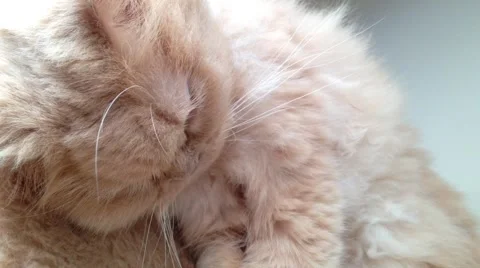 Macro persian cat sleeping face Stock Footage 40319804