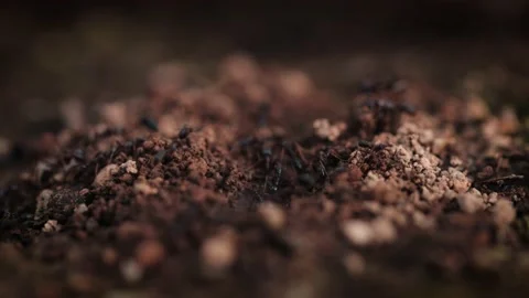 Macro perspective of ant activity Stockbeeldmateriaal 153448646