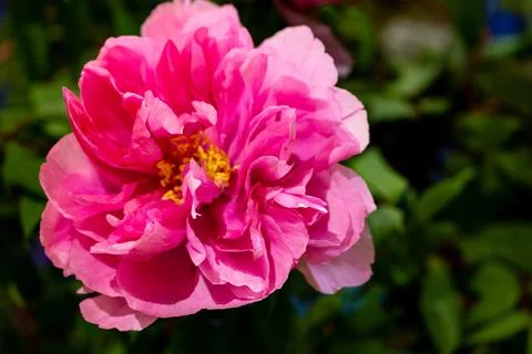 A macro perspective captured the moment when the peony was in full bloom. 스톡 사진