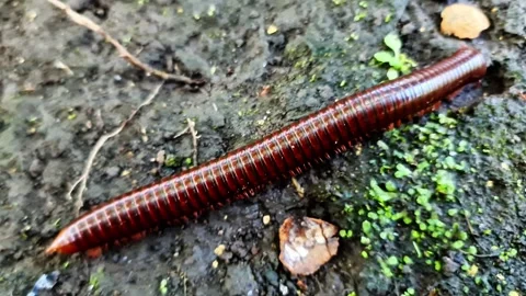 Macro Perspective A Giant Tropical Millipede Crawling on Damp Soil Video stock 331357673