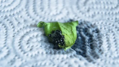 Macro Pest Control Using Soapy Water on Stink Bug Nymphs Video stock 327224910