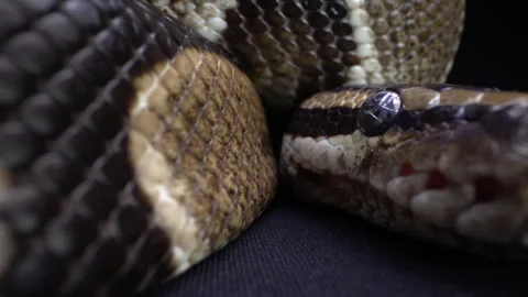 Macro Pet Ball Python Slithers  Stock Footage 137567984
