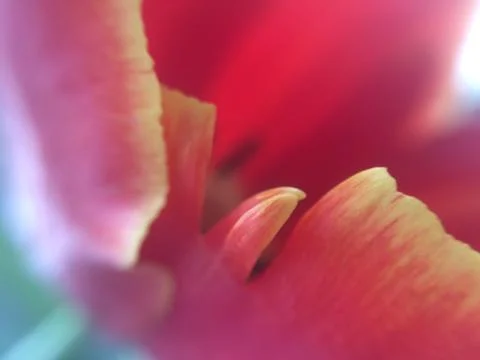 Macro of petals Stock Photos