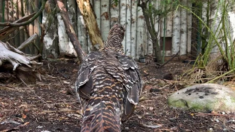 Macro Pheasant In The Park Stock Footage 203960217