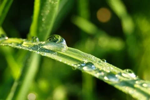 Macro Stock Photos