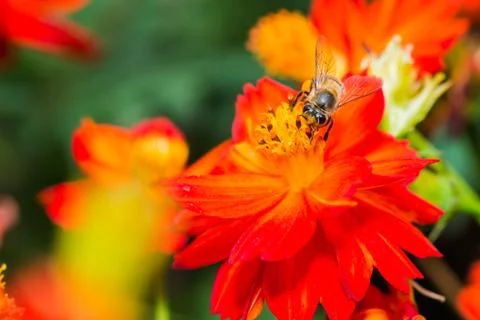 Macro Stock Photos