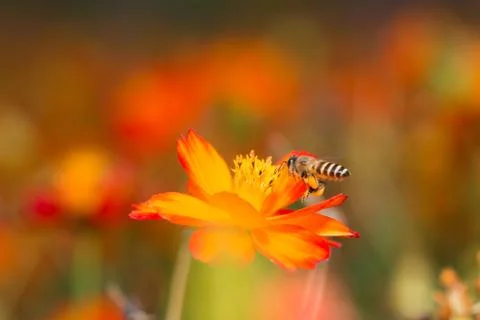Macro Stock Photos