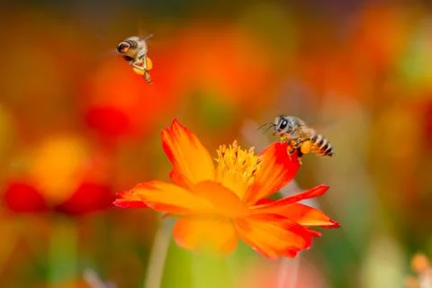 Macro Stock Photos