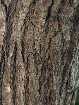 Macro photo of aged tree bark showing detailed cracks and rough textures wi.. Stock Photos