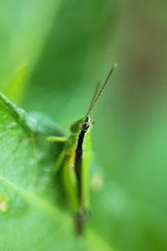 Macro photo of animals 写真素材