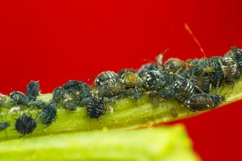 Macro photo of aphids on tree branch Foto stock