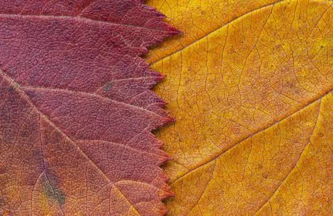 Macro photo of Autumn Foliage. Red and yellow Leaf texture close up. Midvein  Stock Photos