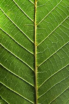 Macro photo of the back side of a green leaf with streaks. Leafy natural pa.. Stock Photos