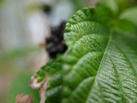 Macro photo of beautiful exotic wild plants 스톡 사진