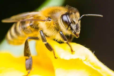 Macro photo of a bee on the yellow flower Stock Photos