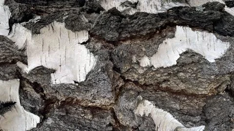 Macro photo of birch bark Stock Photos