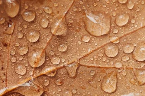 Macro photo of brown oak leaf in water drops Stock Photos