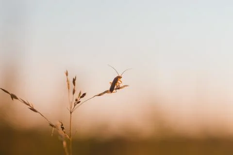 Macro photo of a bug looking at the sunset Stock Photos
