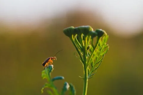 Macro photo of a bug looking at the sunset Stock Photos
