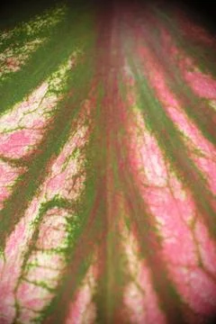 Macro photo of Caladium red infinity leaf with selective focus. Stock Photos