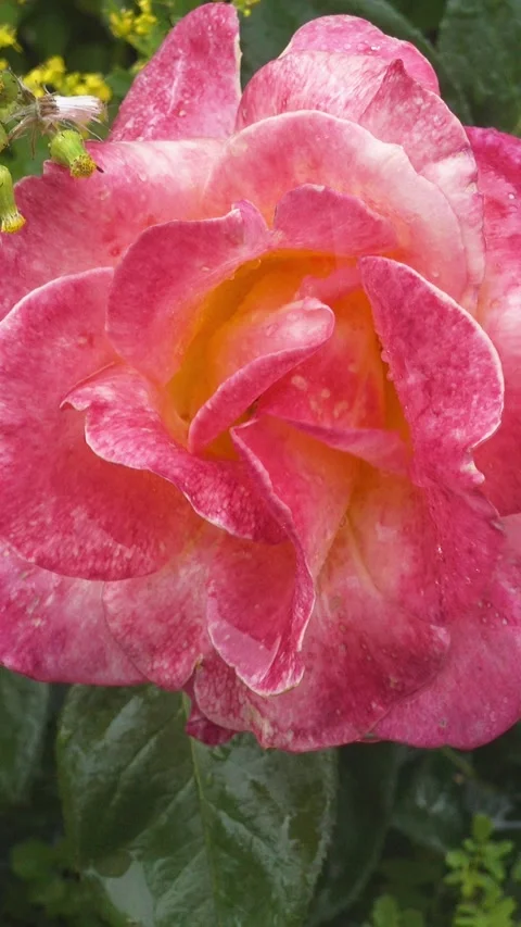 This macro photo captures a pink rose flower with water droplets. Stock Footage 341790385