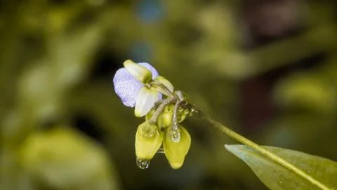 Macro photo capturing vibrant small blue flower buds, adorned with a single.. Stock Photos