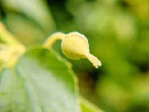 Macro photo of cherry tree buds blur bokeh image background Stock Photos