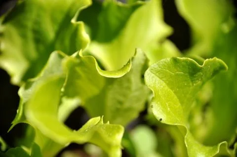 Macro photo close up view to green leaf with gentle colors on the sun. lettuce Stock Photos