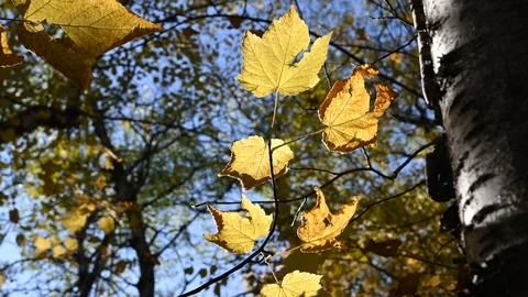 Macro photo closeup of backlit yellow autumn leaves blowing lightly in the wind. Stock Footage 117448966