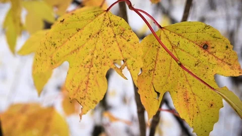 Macro photo closeup of decaying orange autumn leaves blowing lightly in the wind Stock Footage 117814738