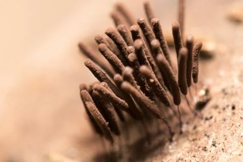 Macro photo with copyspace of a tiny brown fungus emerging from a fallen tree Stock Photos