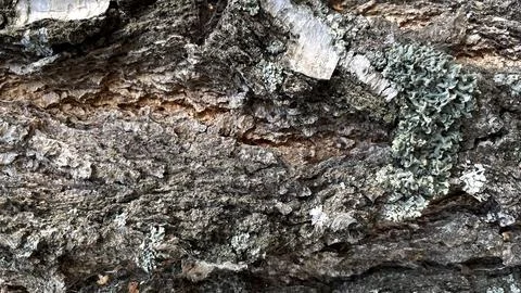 Macro photo of the crown of the tree. background is a tree Stock Photos