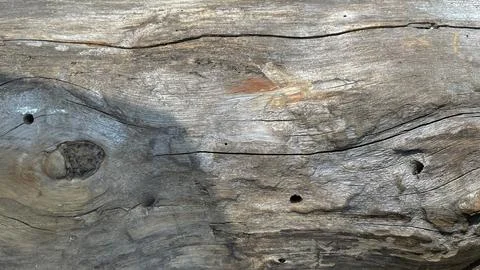 Macro photo of the crown of the tree. background is a tree Stock Photos