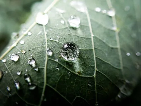 Macro photo of dew drops on the surface of a leaf Stock Photos
