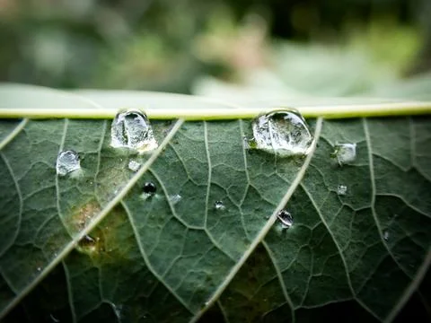 Macro photo of dew drops on the surface of a leaf Stock Photos