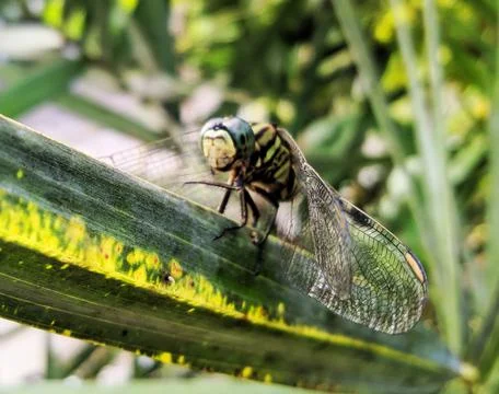 Macro photo of a dragonfly on a leaf Stock Photos