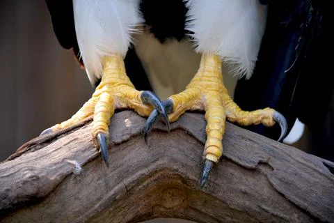 Macro photo of the Eagle's claws. The powerful talons of an eagle close-up. Stock Photos