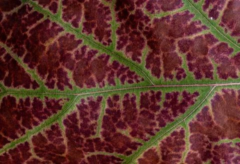 Macro photo of a fall leaf. Texture natural background Stock Photos