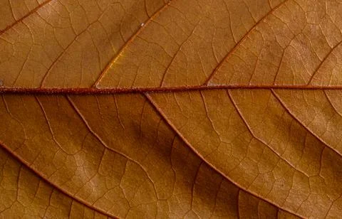 Macro photo of a fall leaf. Texture natural background Stock Photos