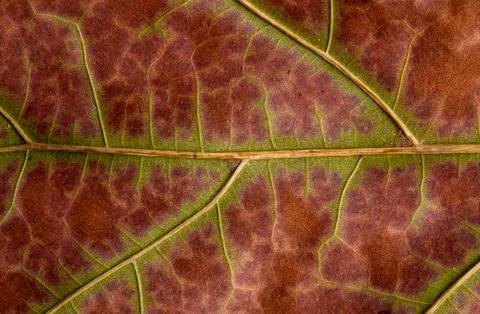 Macro photo of a fall leaf. Texture natural background Stock Photos