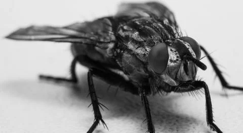 Macro photo of a fly as a background Stock Photos