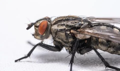 Macro photo of a fly as a background Stock Photos